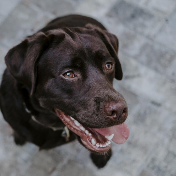 Portrait of Aria Rossi, group coordinator and fusion cooking expert